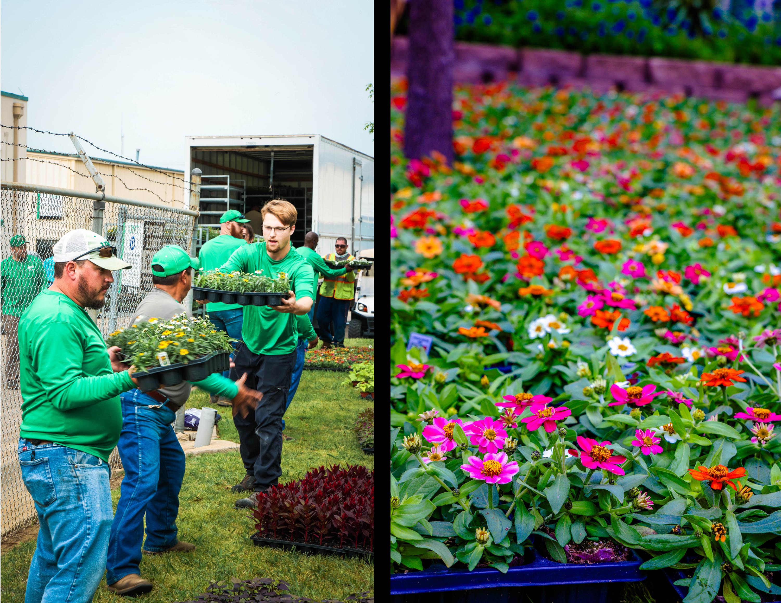 dual photo of flowers and the grounds team moving the flower pots