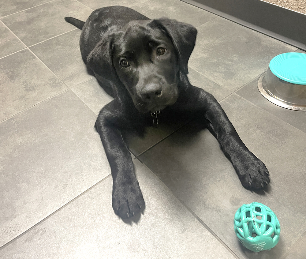 K-9 Clover, a black lab puppy, laying on a tile floor with a green ball