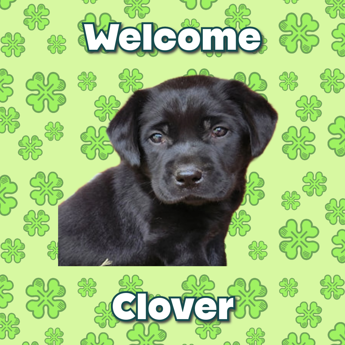 black labrador puppy photo on a background of green four-leaf clovers