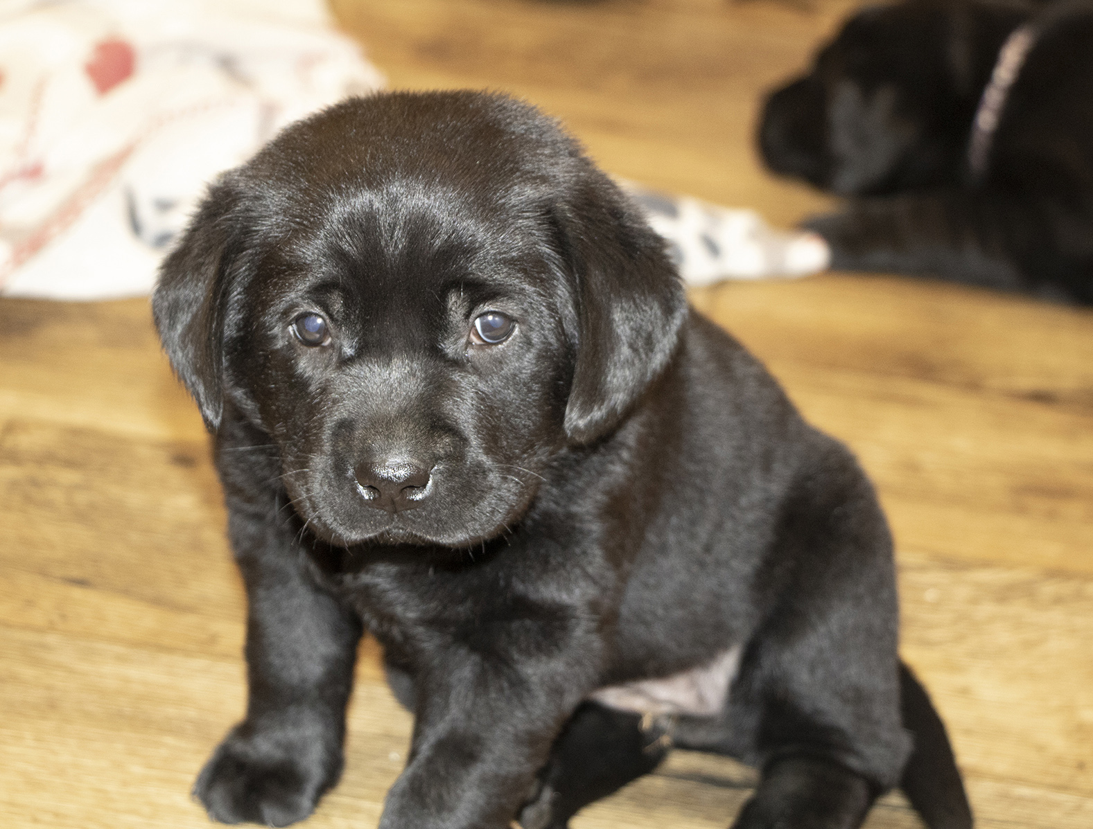 black lab puppy sitting on a wood floor